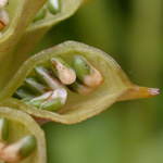 Caltha palustris - Sumpf-Dotterblume