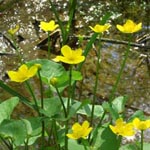 Caltha palustris - Sumpf-Dotterblume