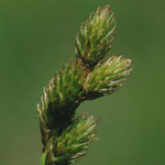 Carex leporina - Hasenpfoten-Segge