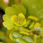 Chrysosplenium alternifolium - Wechselblättriges Milzkraut
