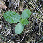 Cirsium palustre - Sumpf-Kratzdistel