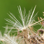Cirsium palustre - Sumpf-Kratzdistel