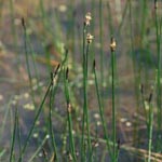 Eleocharis palustris - Gewöhnliche Sumpfbinse