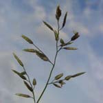 Süßgräser Poaceae