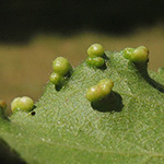 Eriophyes similis - Pflaumenblattbeutel-Gallmilbe