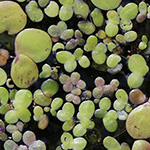 Lemna turionifera - Rote Wasserlinse