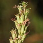Lythrum salicaria - Blut-Weiderich