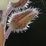 Myosotis discolor - Buntes Vergissmeinnicht