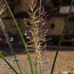Pennisetum alopecuroides - Japanisches Lampenputzergras