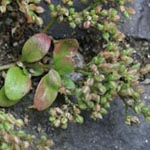 Polycarpon tetraphyllum - Nagelkraut