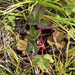 Potentilla palustris - Sumpf-Blutauge