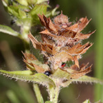 Prunella vulgaris - Kleine Braunelle