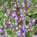 Salvia officinalis - Echter Salbei