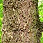 <strong>Baum des Jahres 2015</strong><br> Feld-Ahorn - Acer campestre