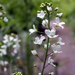 <strong>Heilpflanze des Jahres 2021</strong><br> Meerrettich - Armoracia rusticana