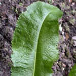 <strong>Heilpflanze des Jahres 2021</strong><br> Meerrettich - Armoracia rusticana