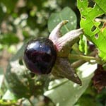 <strong>Giftpflanze des Jahres 2020</strong><br> Tollkirsche - Atropa belladonna