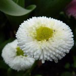 <strong>Heilpflanze des Jahres 2017</strong><br> Gänseblümchen - Bellis perennis
