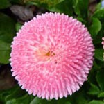 <strong>Heilpflanze des Jahres 2017</strong><br> Gänseblümchen - Bellis perennis