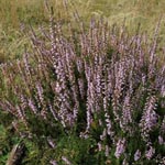 <strong>Blume des Jahres 2019</strong><br> Besenheide - Calluna vulgaris