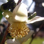 Camelllia sinensis - Teepflanze
