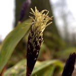 <strong>Staude des Jahres 2015</strong><br> Seggen - Carex