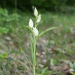 <strong>Orchidee des Jahres 2017</strong><br> Weißes Waldvögelein - Cephalanthera damasonium