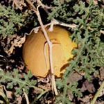 <strong>Heilpflanze des Jahres 2012</strong><br> Koloquinte - Citrullus colocynthis