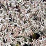 Cladonia rangiferina - Echte Rentierflechte