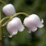 <strong>Giftpflanze des Jahres 2014</strong><br> Maiglöckchen - Convallaria majalis