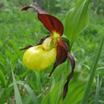 <strong>Orchidee des Jahres 2010</strong><br> Frauenschuh - Cypripedium calceolus