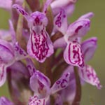 <strong>Orchidee des Jahres 2015</strong><br> Fleischfarbenes Knabenkraut - Dactylorhiza incanata