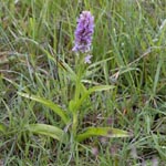 <strong>Orchidee des Jahres 2015</strong><br> Fleischfarbenes Knabenkraut - Dactylorhiza incanata
