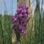 <strong>Orchidee des Jahres 2020</strong><br> Breitblättriges Knabenkraut - Dactylorhiza majalis