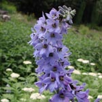 <strong>Giftpflanze des Jahres 2015</strong><br> Rittersporn - Delphinium