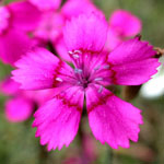 <strong>Blume des Jahres 2012</strong><br> Heide-Nelke - Dianthus deltoides