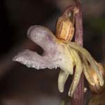 <strong>Orchidee des Jahres 2014</strong><br> Blattloser Widerbart - Epipogium aphyllum