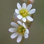 Erophila verna - Hungerblümchen
