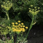 <strong>Arzneipflanze des Jahres 2009</strong><br> Fenchel - Foeniculum vulgare