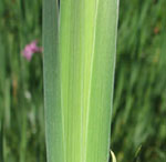 <strong>Blume des Jahres 2010</strong><br> Sibirische Schwertlilie - Iris sibirica