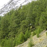 <strong>Baum des Jahres 2012</strong><br> Europäische Lärche - Larix decidua