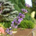 <strong>Arzneipflanze des Jahres 2020</strong><br> Lavendel - Lavandula angustifolia