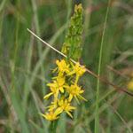 <strong>Blume des Jahres 2011</strong><br> Moorlilie, Beinbrech - Narthecium ossifragum