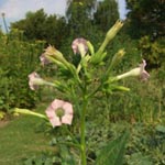 <strong>Giftpflanze des Jahres 2009</strong><br> Tabak - Nicotiana