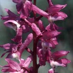 <strong>Orchidee des Jahres 2009</strong><br> Männliches Knabenkraut - Orchis mascula