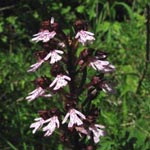 <strong>Orchidee des Jahres 2013</strong><br> Purpur-Knabenkraut - Orchis purpurea