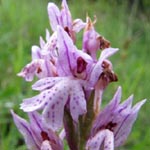 <strong>Orchidee des Jahres 2019</strong><br> Dreizähniges Knabenkraut - Orchis (Neotinea) tridentata
