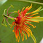 <strong>Arzneipflanze des Jahres 2011</strong><br> Fleischfarbene Passionsblume - Passiflora incarnata