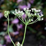 <strong>Heilpflanze des Jahres 2014</strong><br> Anis - Pimpinella anisatum