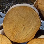 <strong>Baum des Jahres 2007</strong><br> Wald-Kiefer - Pinus sylvestris